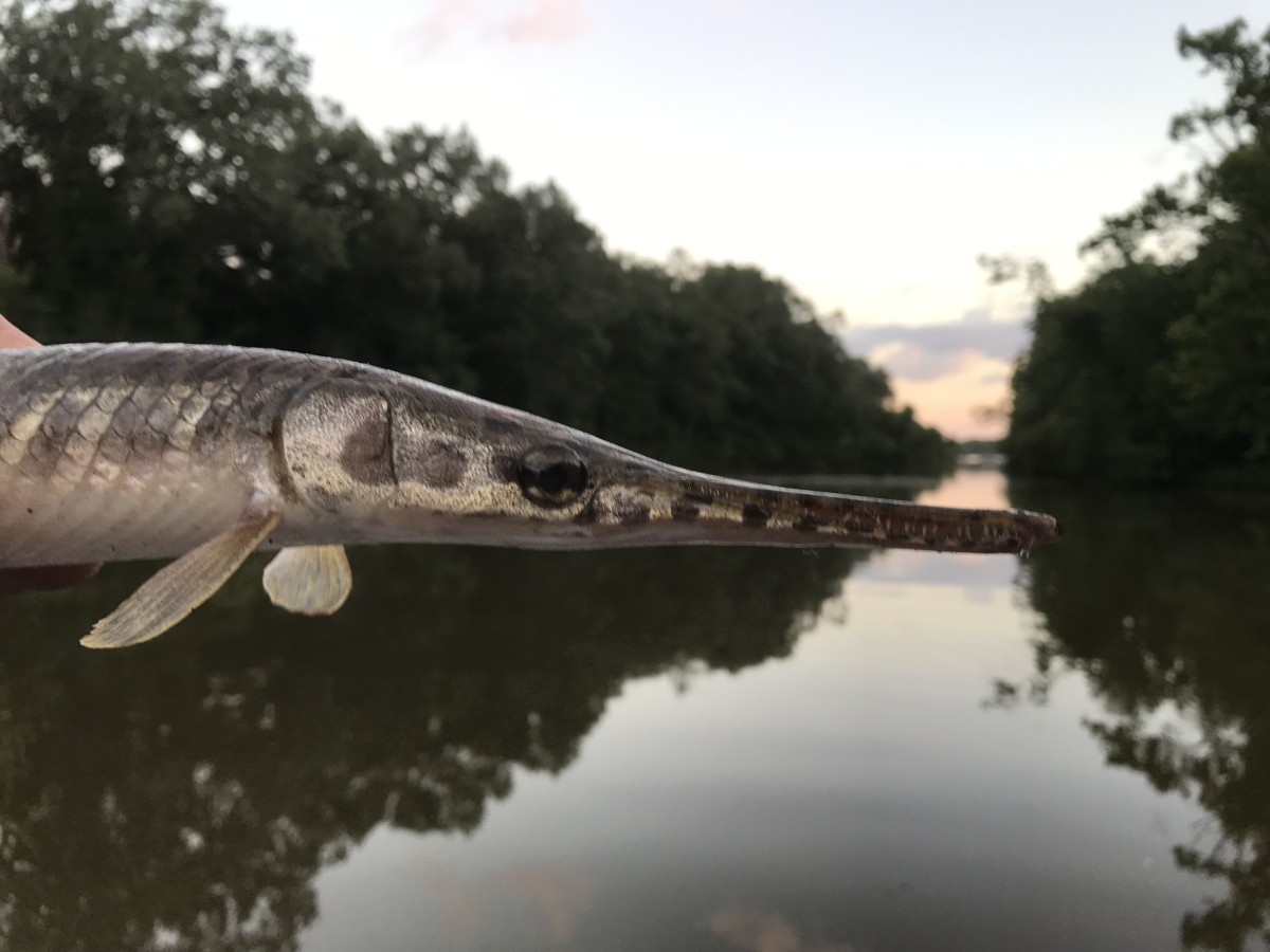 15 Spotted gar