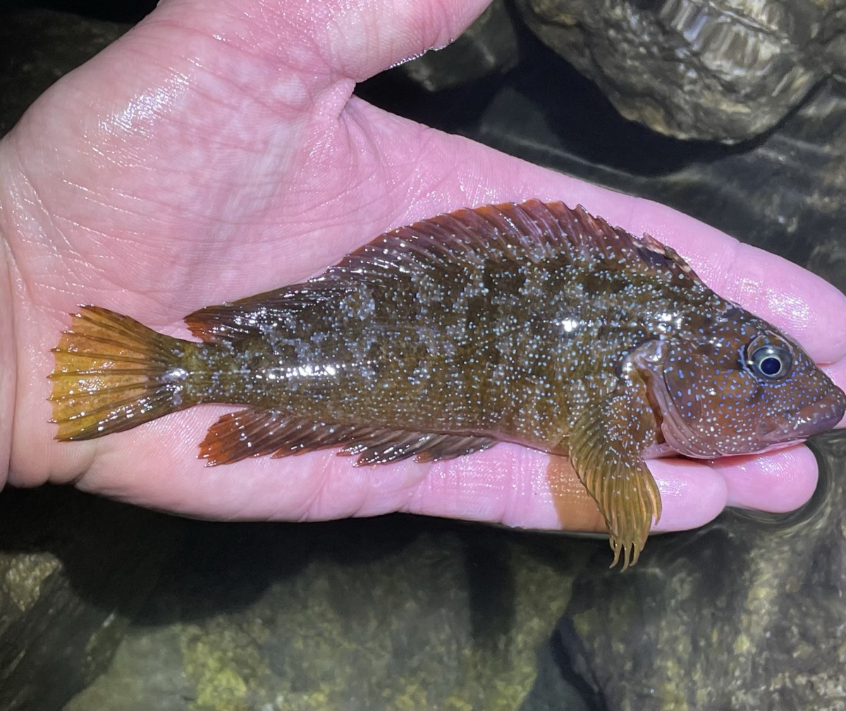 Blenny, Largemouth (Nuptial Male)