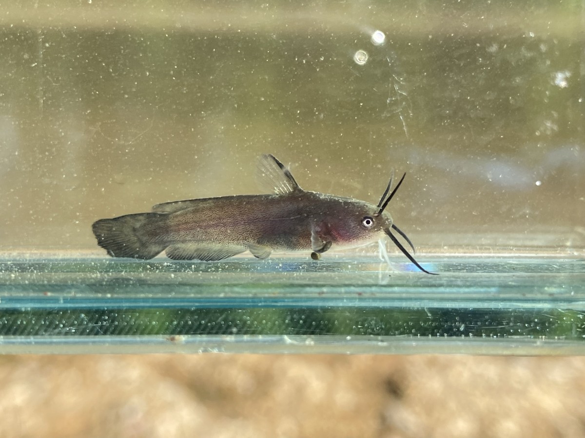 Bullhead, Yellow (Juvenile)