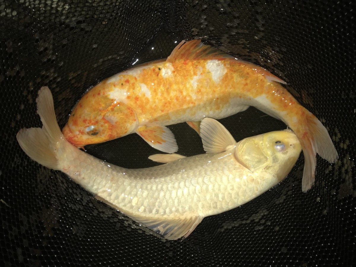 Carp, Koi