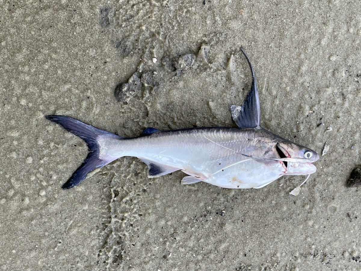 Catfish, Gaftopsail