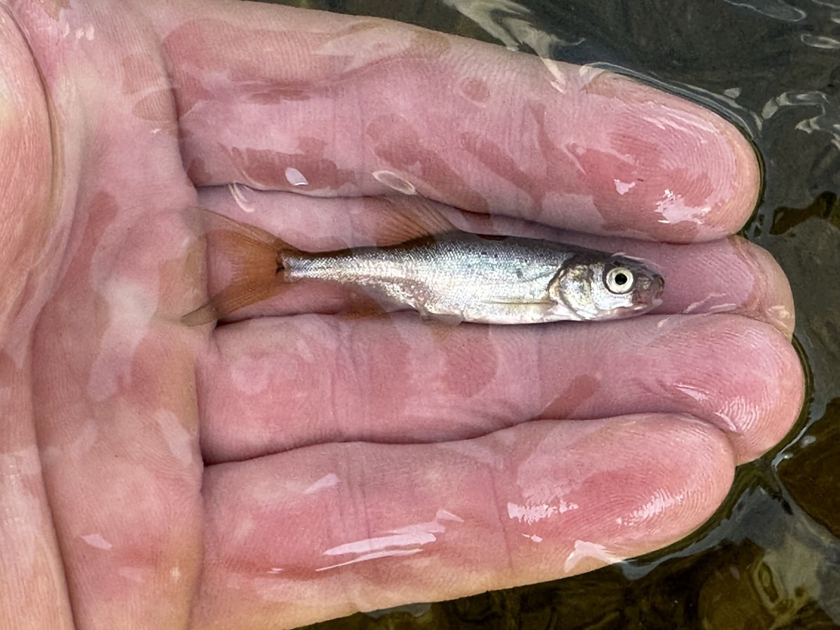 Chiselmouth (Juvenile)