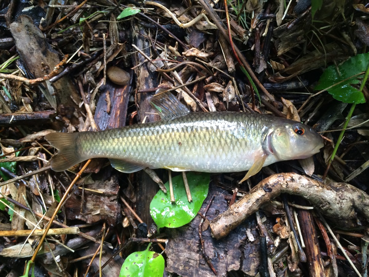 Chub, Bluehead