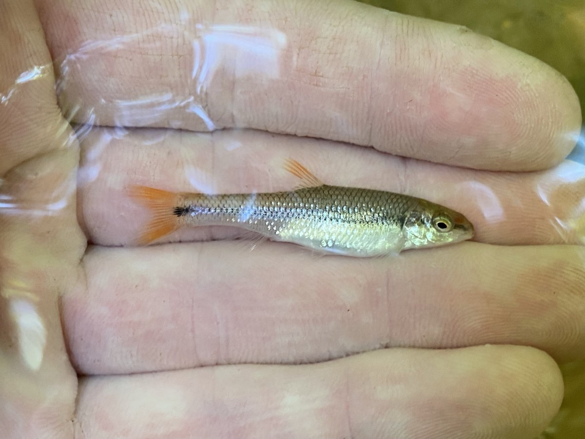 Chub, Bluehead (Juvenile)