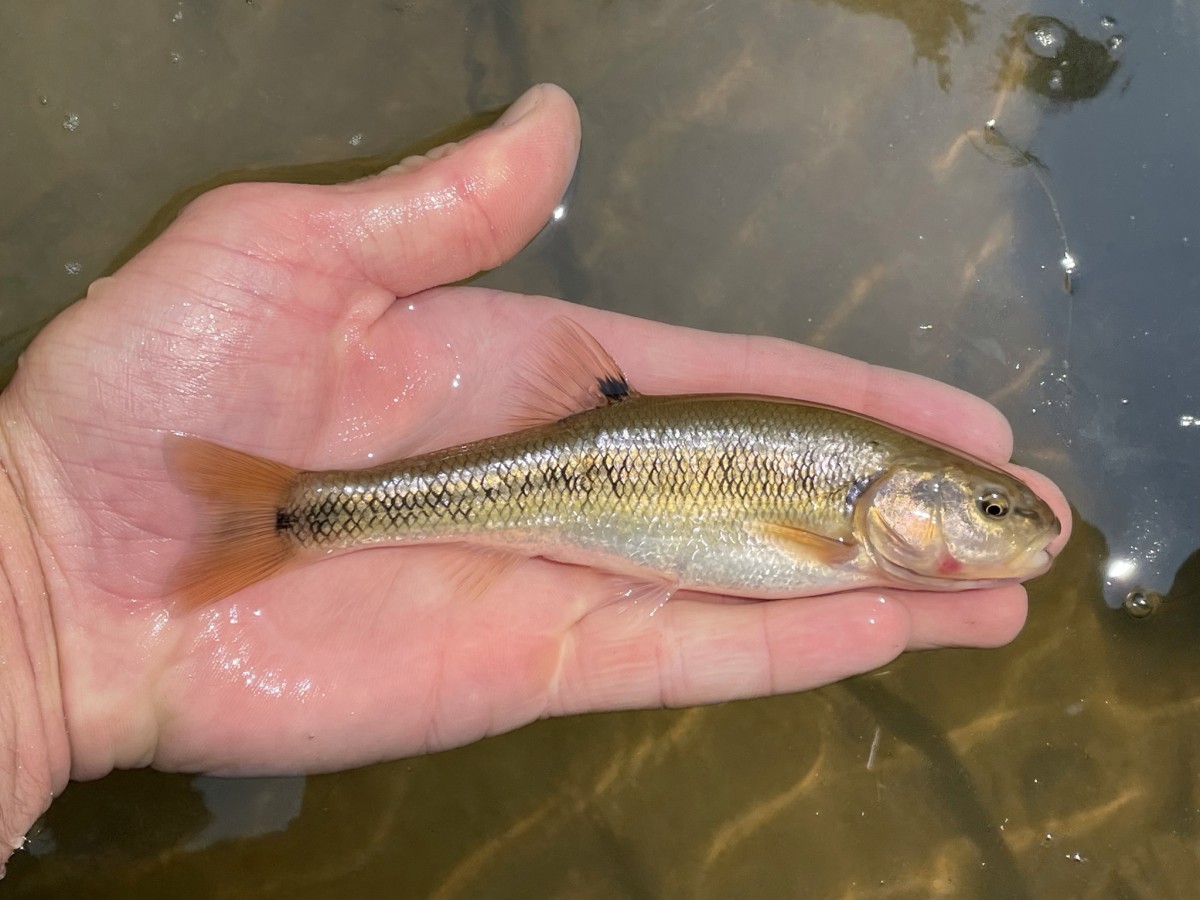 Chub, Creek