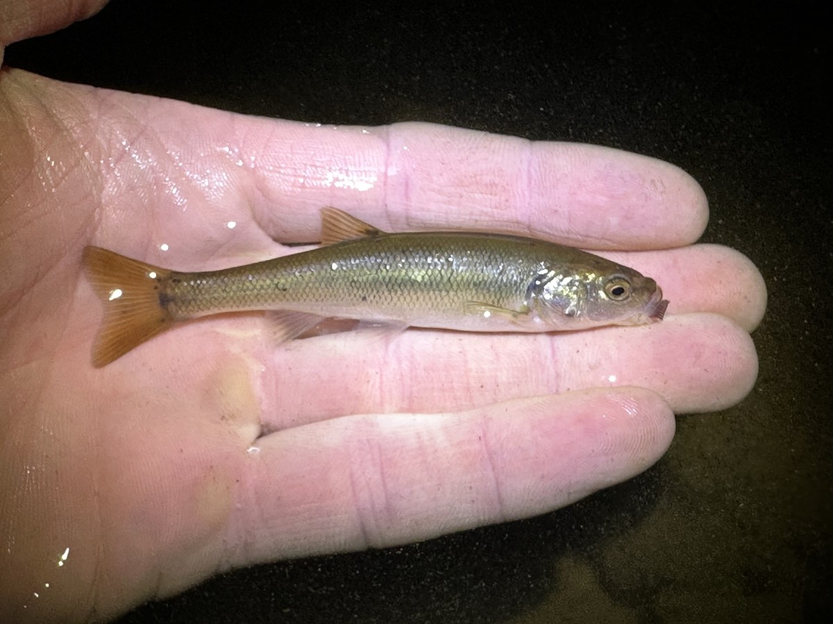 Chub, Creek (Juvenile)