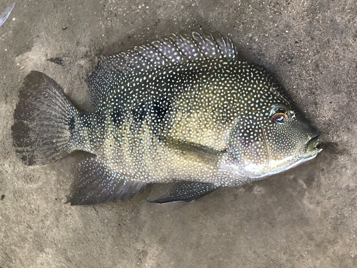 Cichlid, Rio Grande