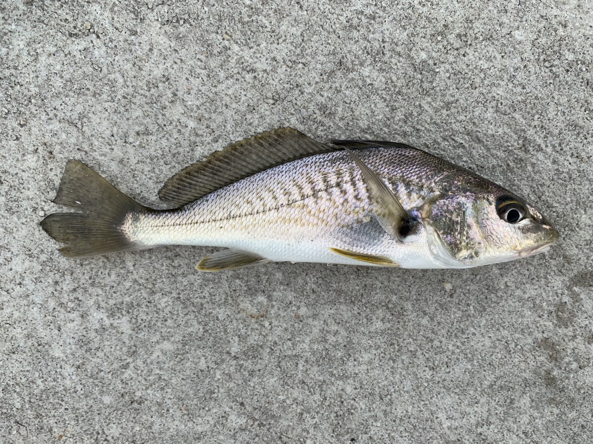 Croaker, Atlantic