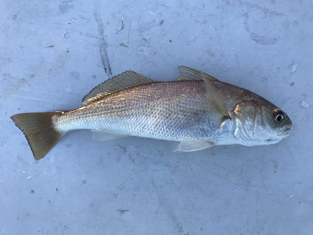 Croaker, White