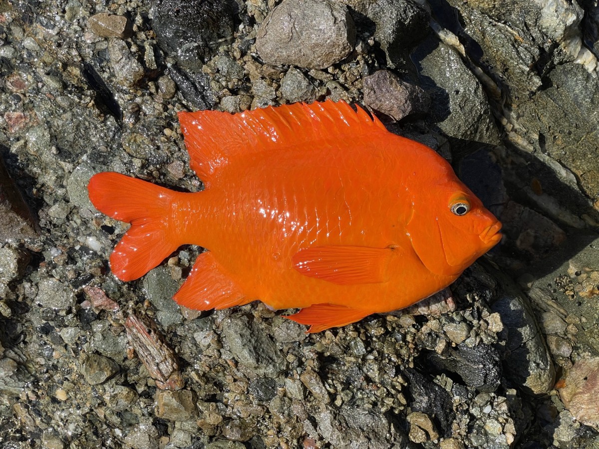 Damselfish, Garibaldi