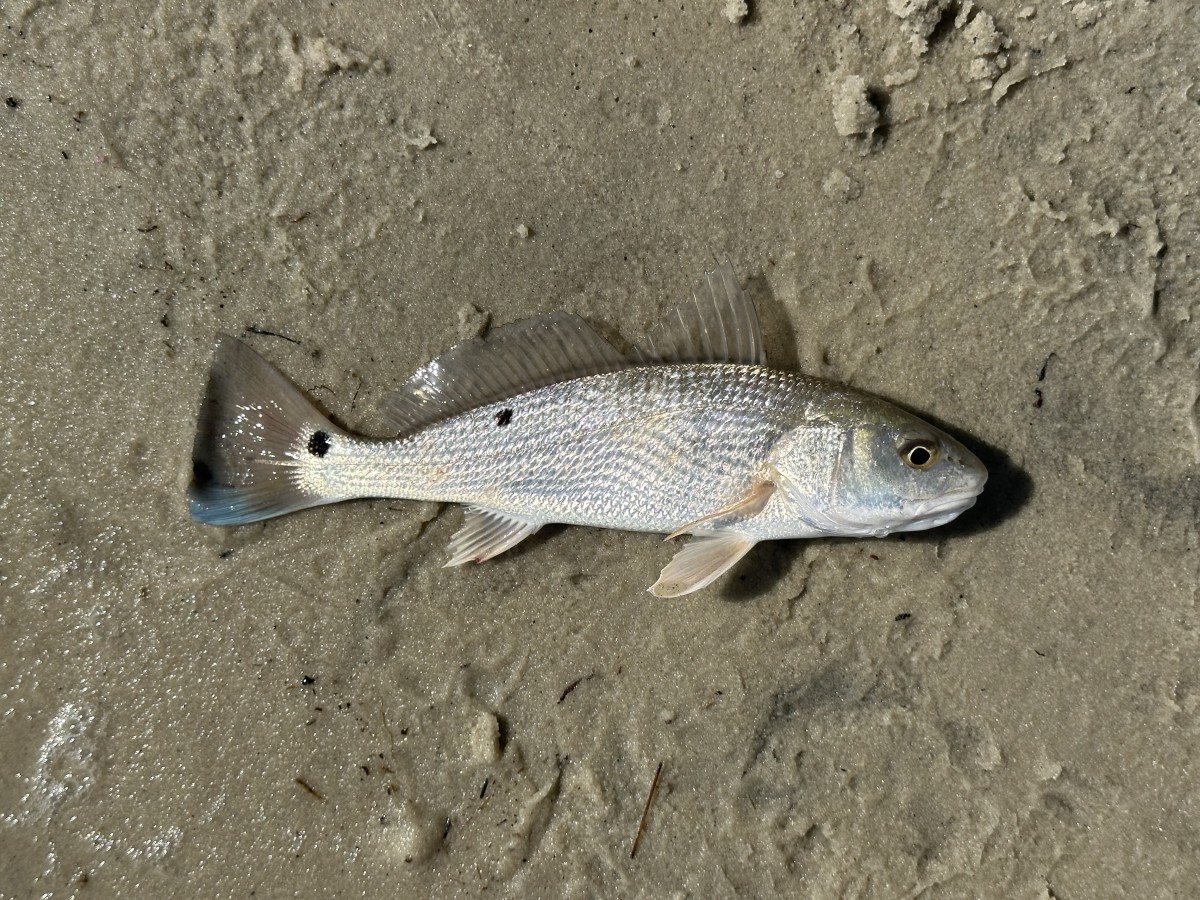 Drum, Red (Juvenile)