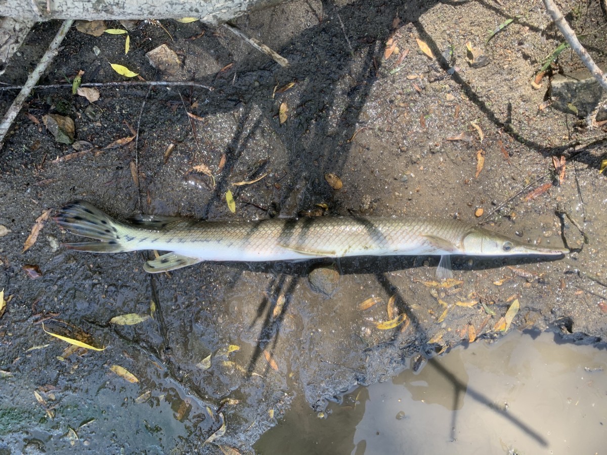 Gar, Shortnose