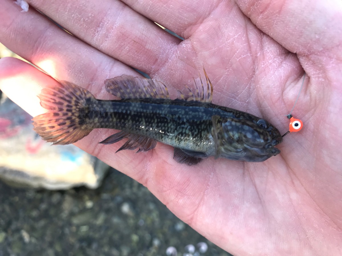 Goby, Frillfin