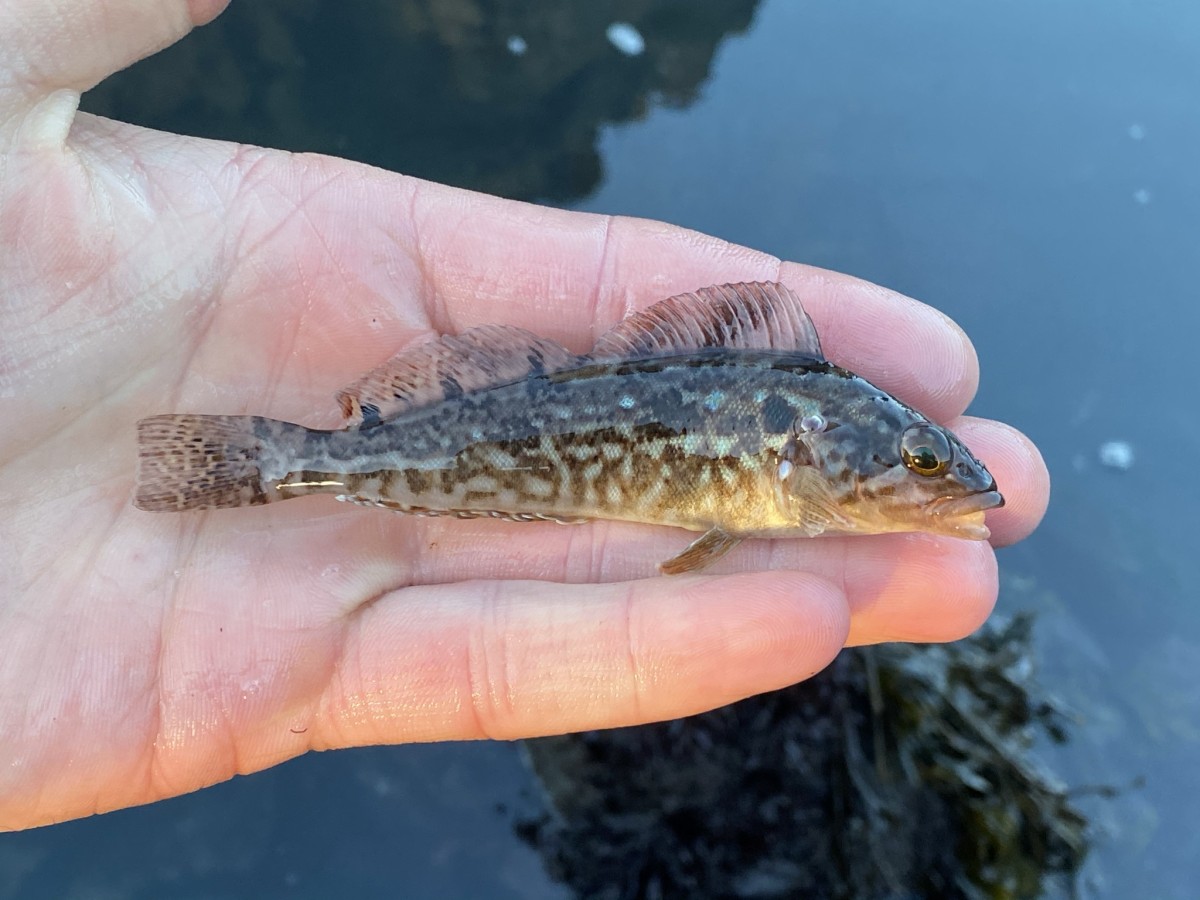 Greenling, Kelp