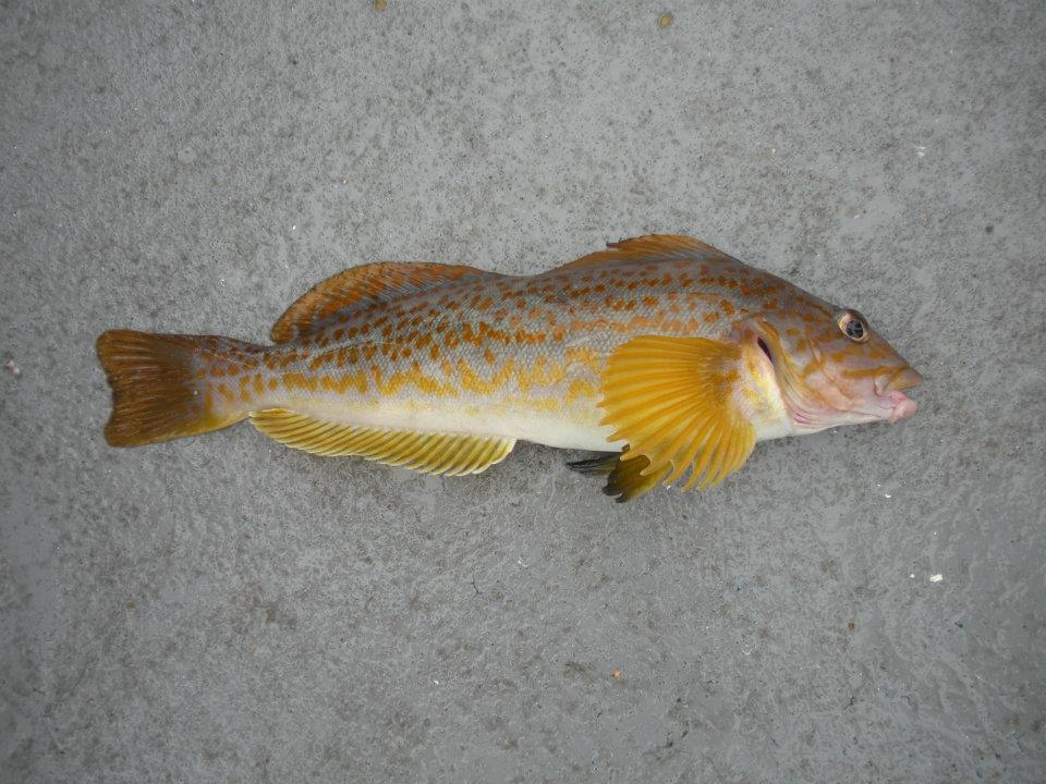 Greenling, Kelp (Yellow)