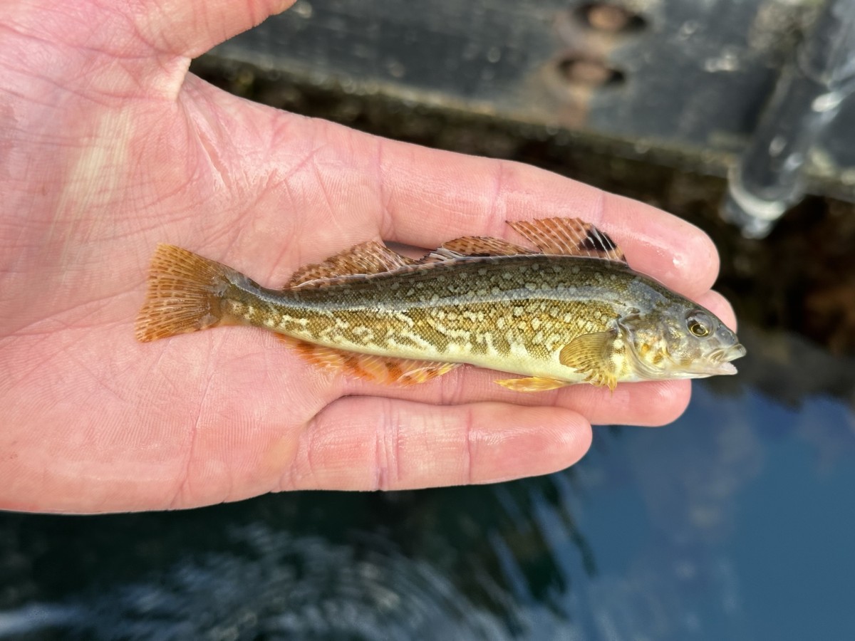 Greenling, Whitespotted