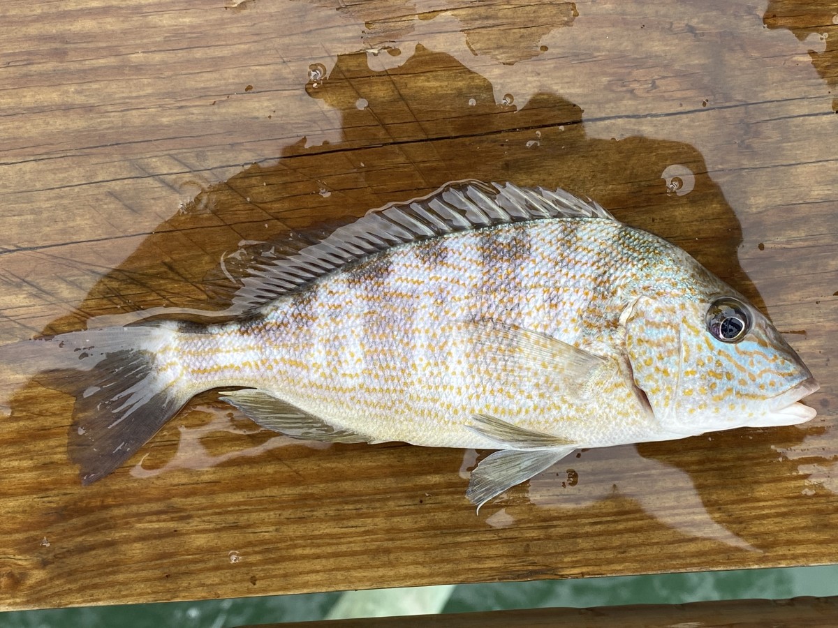 Grunt, Pigfish