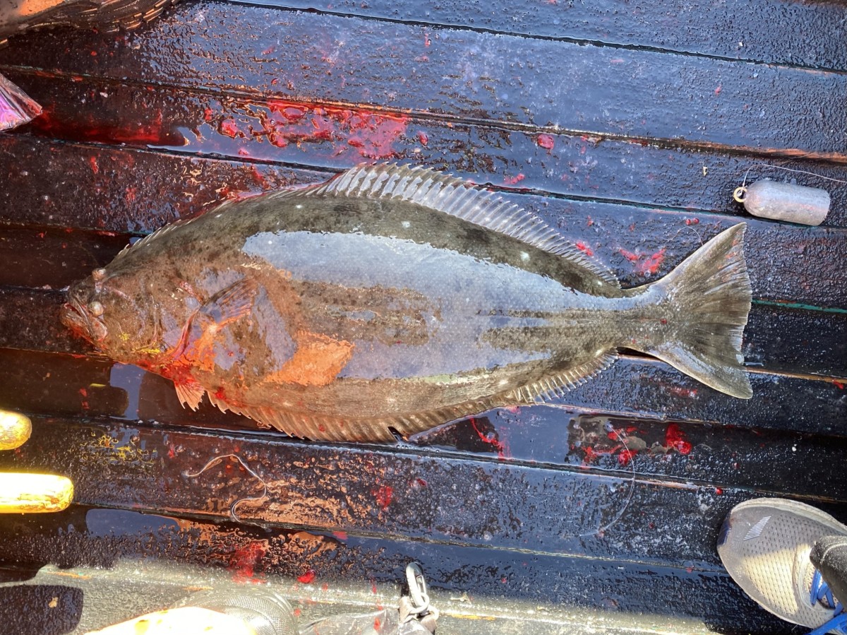 Halibut, California (Eyed Side)