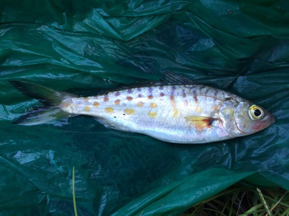 Kahawai, Northern (Juvenile)