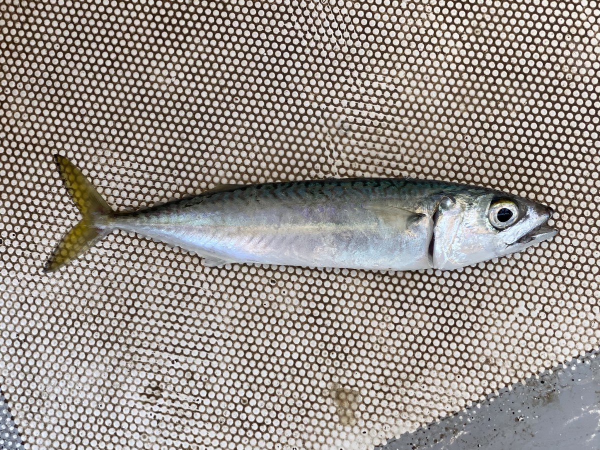 Mackerel, Pacific Chub