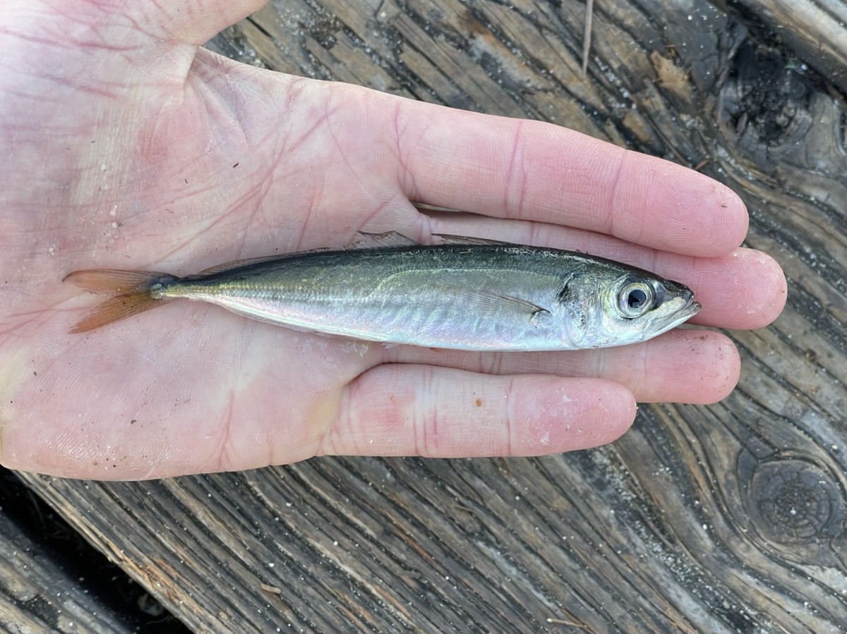 Mackerel, Pacific Jack