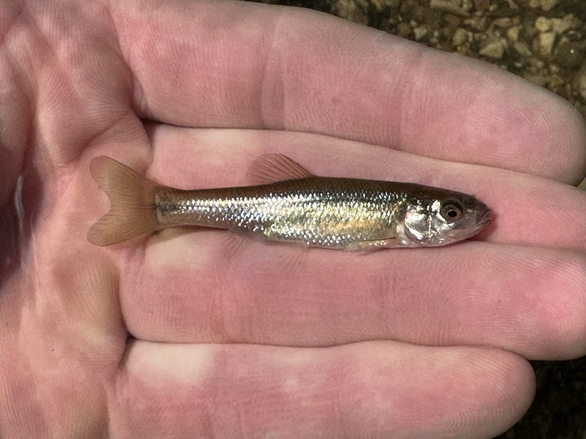 Minnow, Fathead