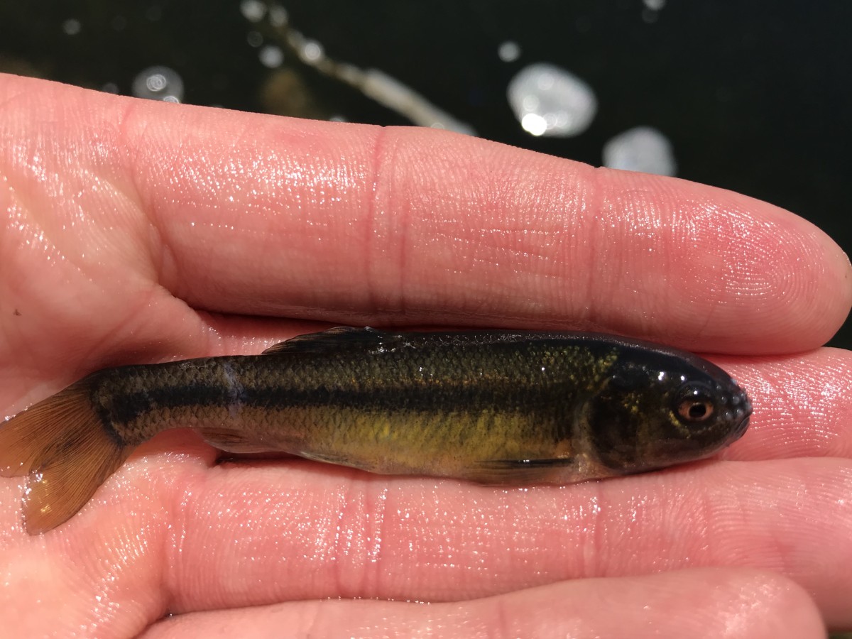 Minnow, Fathead (Male)