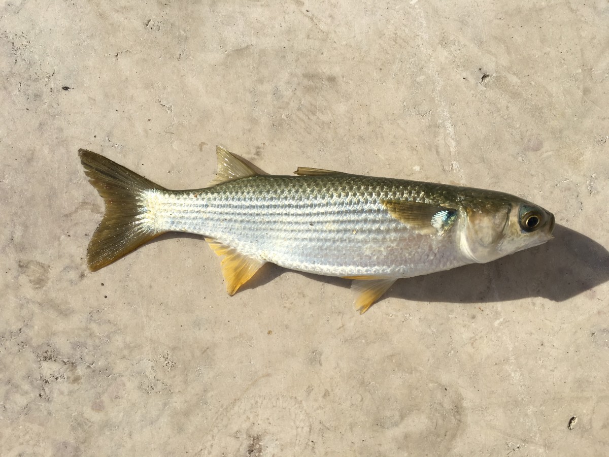 Mullet, Thicklip Grey