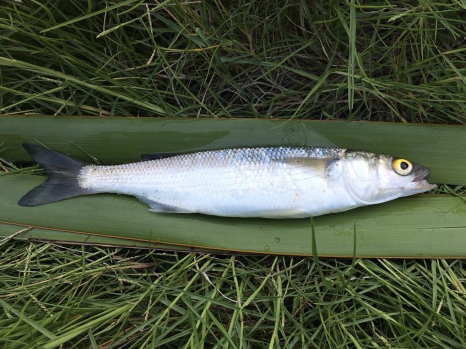 Mullet, Yelloweye