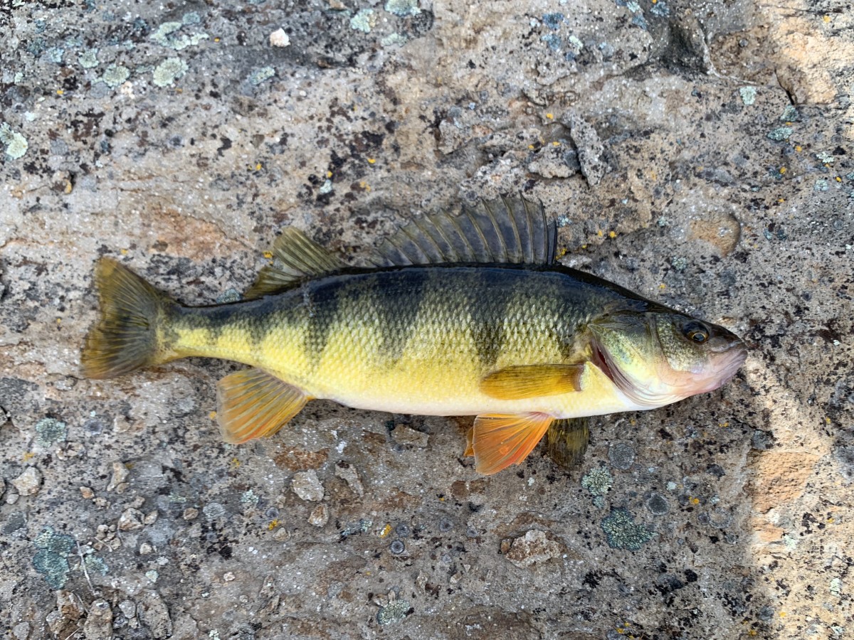 Perch, Yellow