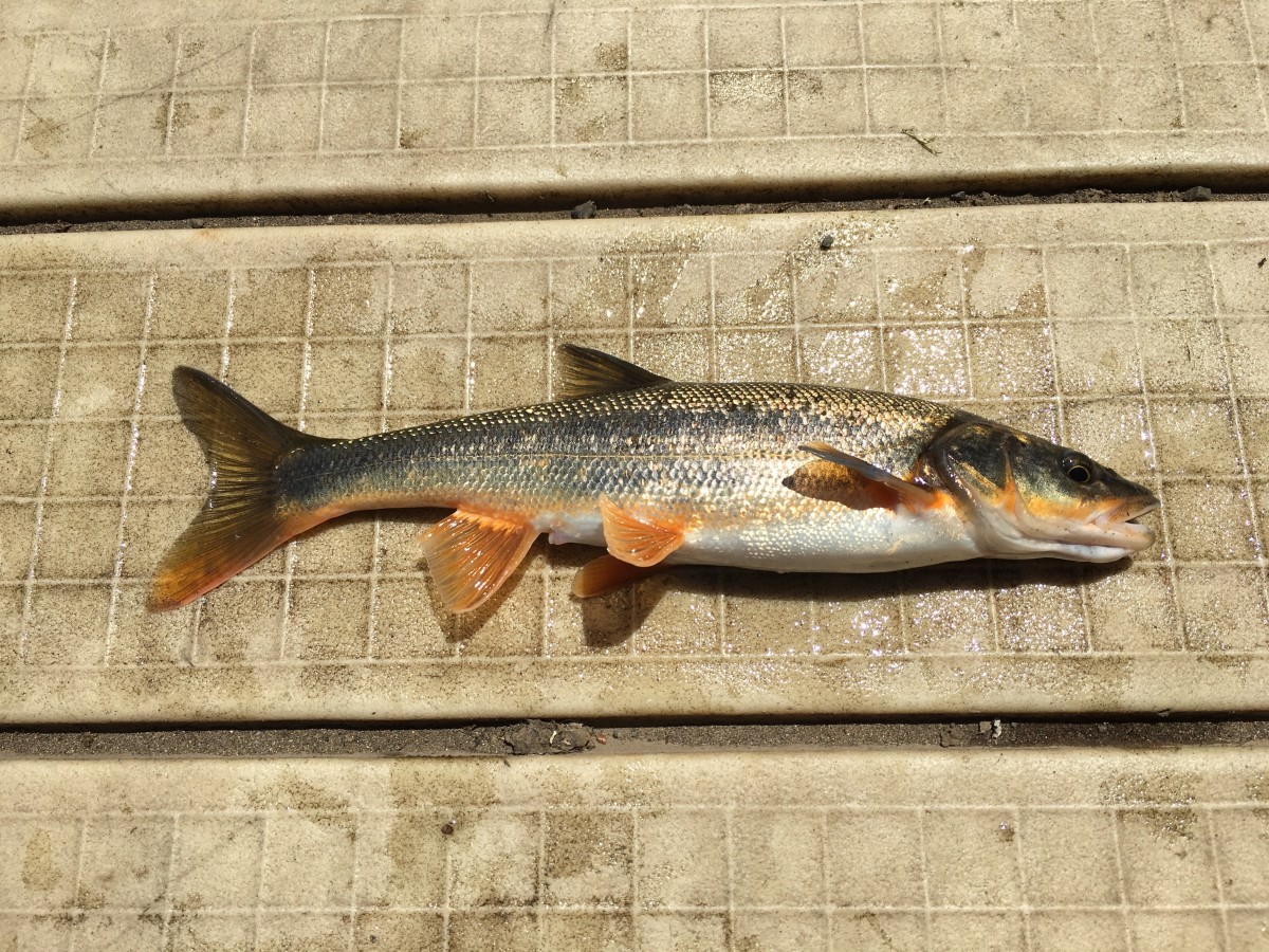 Pikeminnow, Northern (Nuptial)