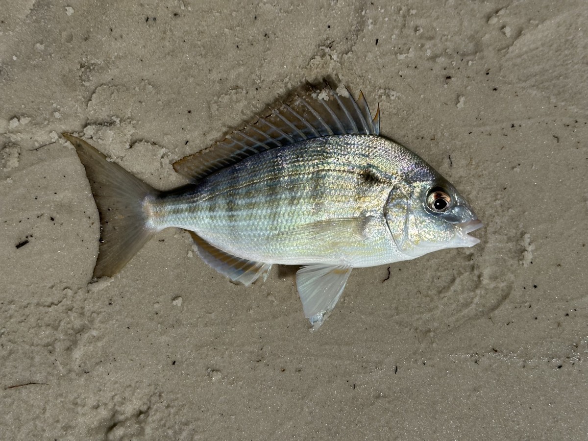 Pinfish