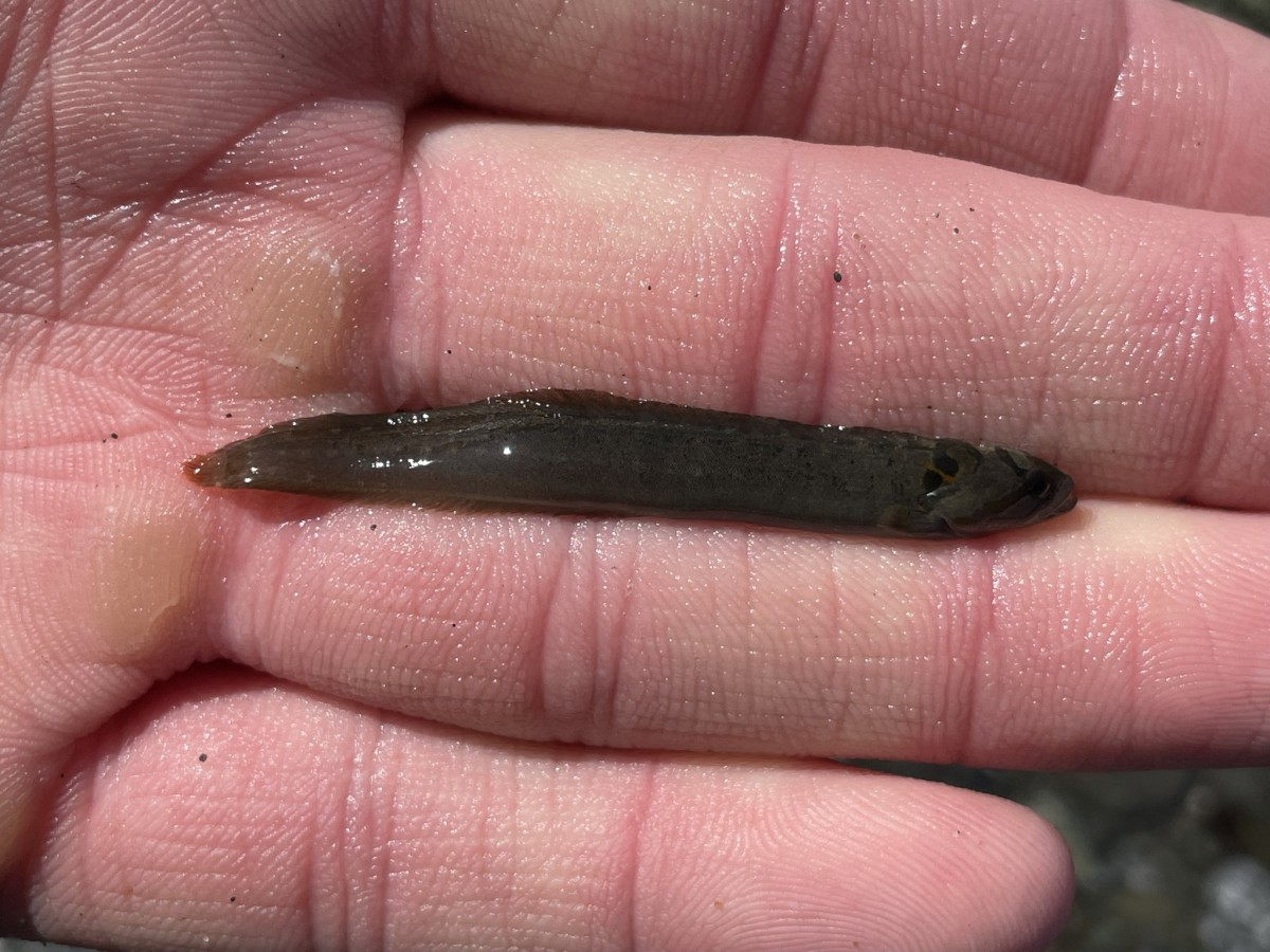 Prickleback, Monkeyface (Juvenile)