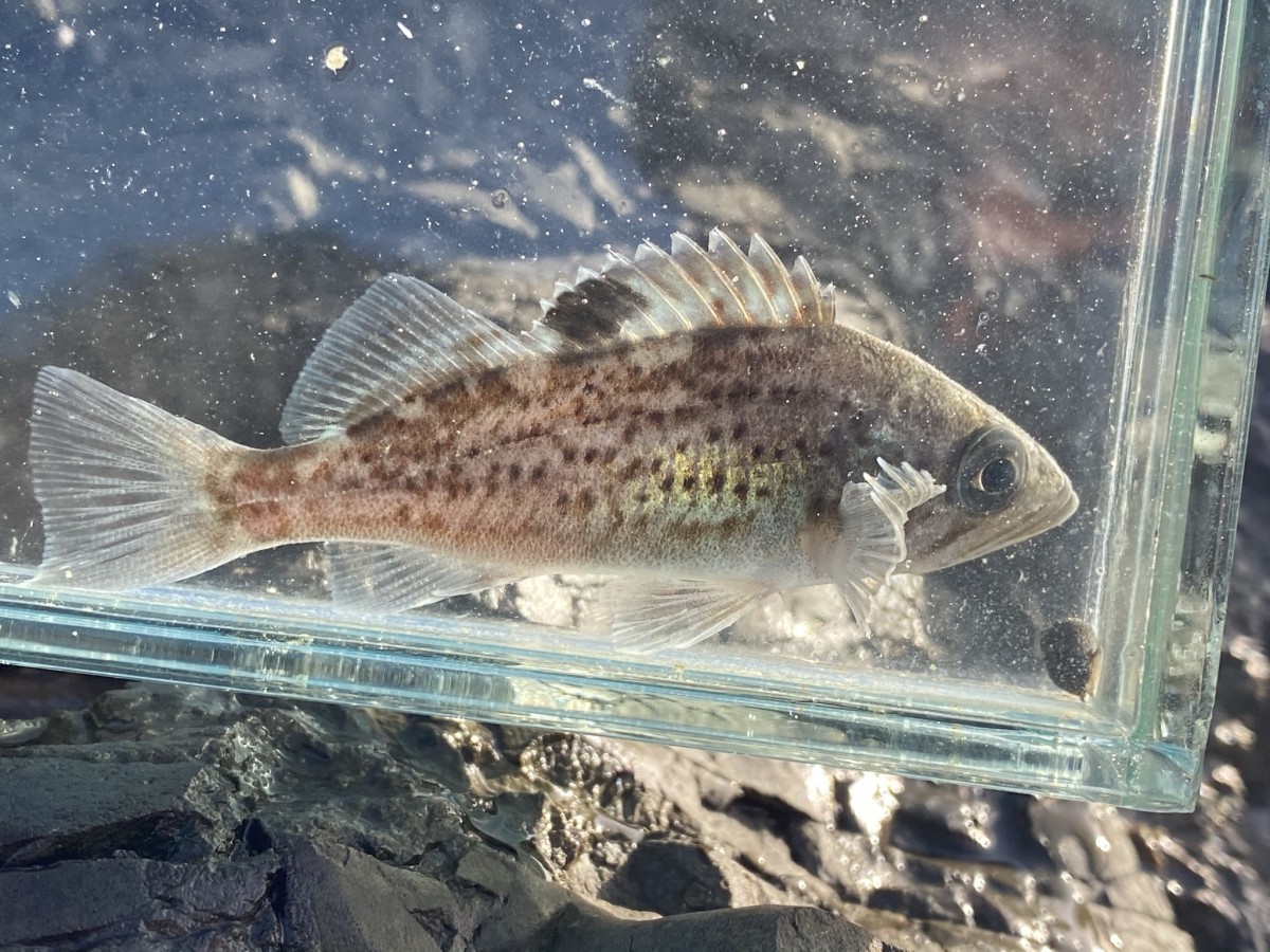 Rockfish, Black (Juvenile)