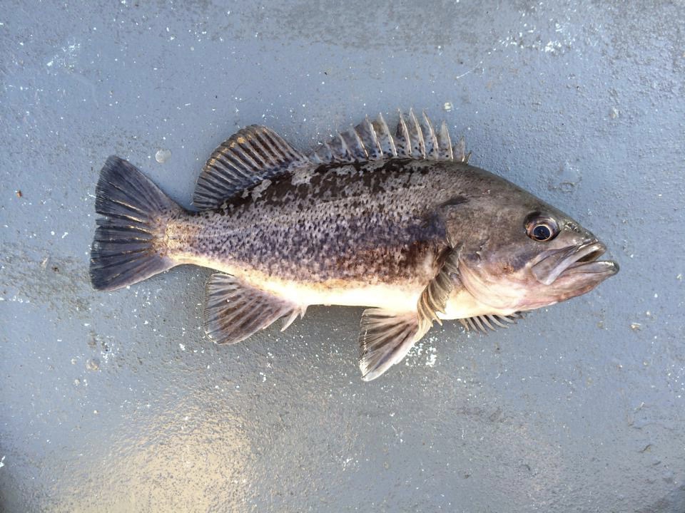 Rockfish, Black