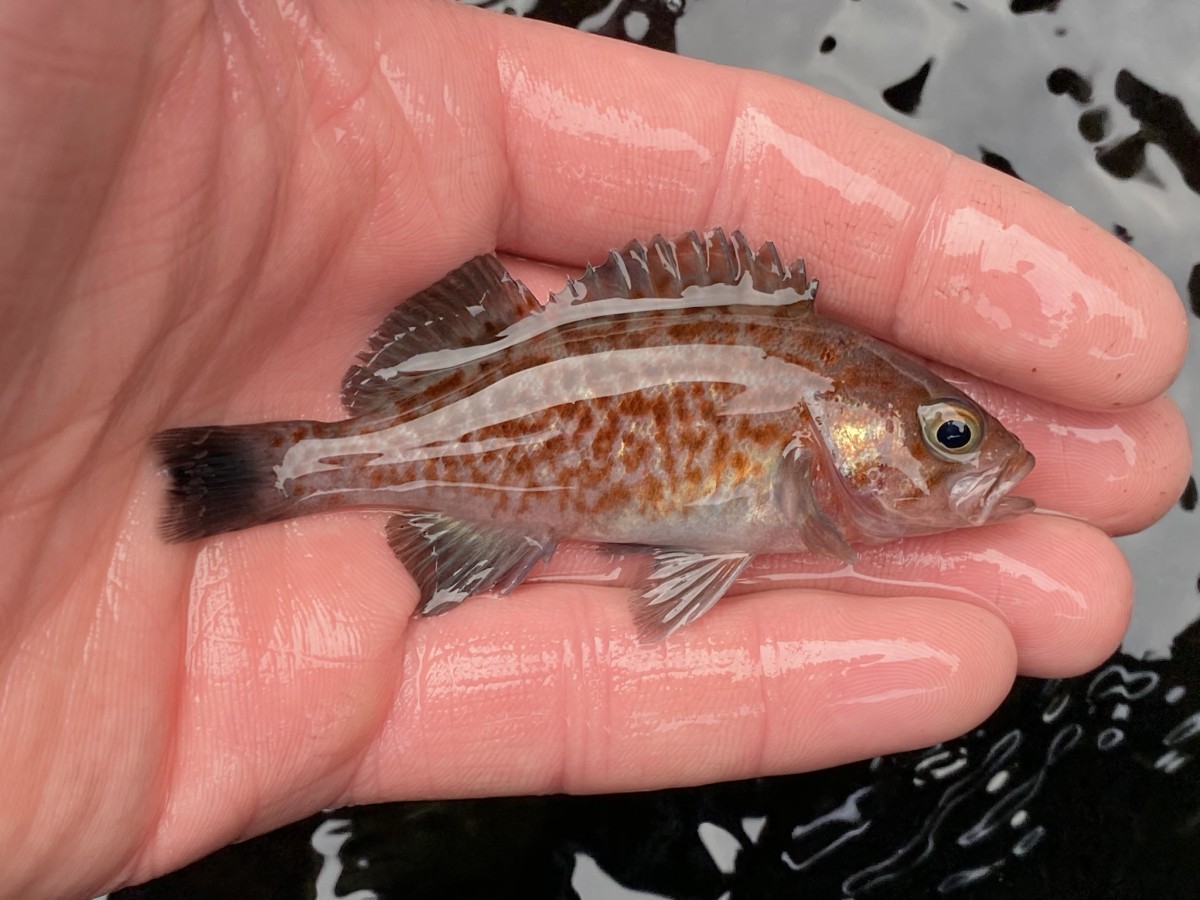 Rockfish, Blue (Juvenile)