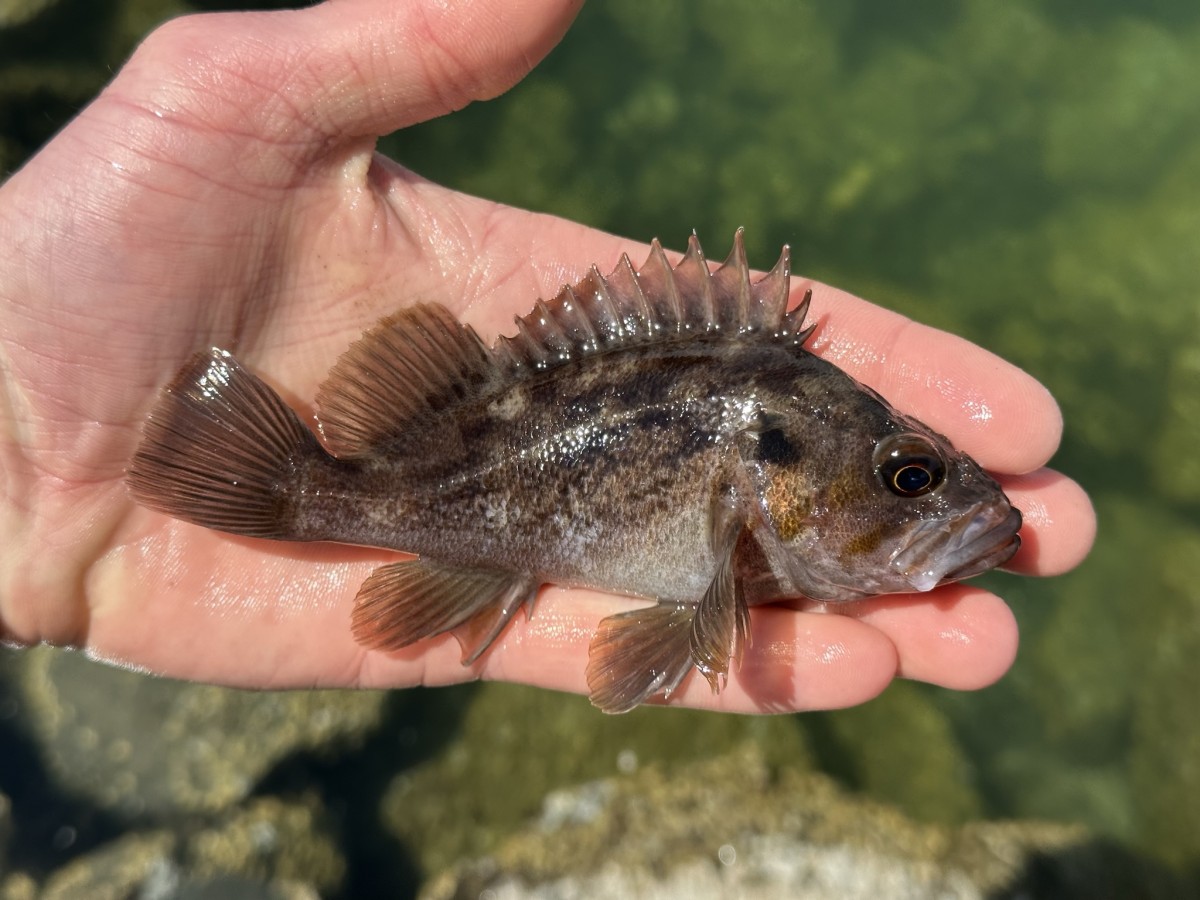 Rockfish, Brown