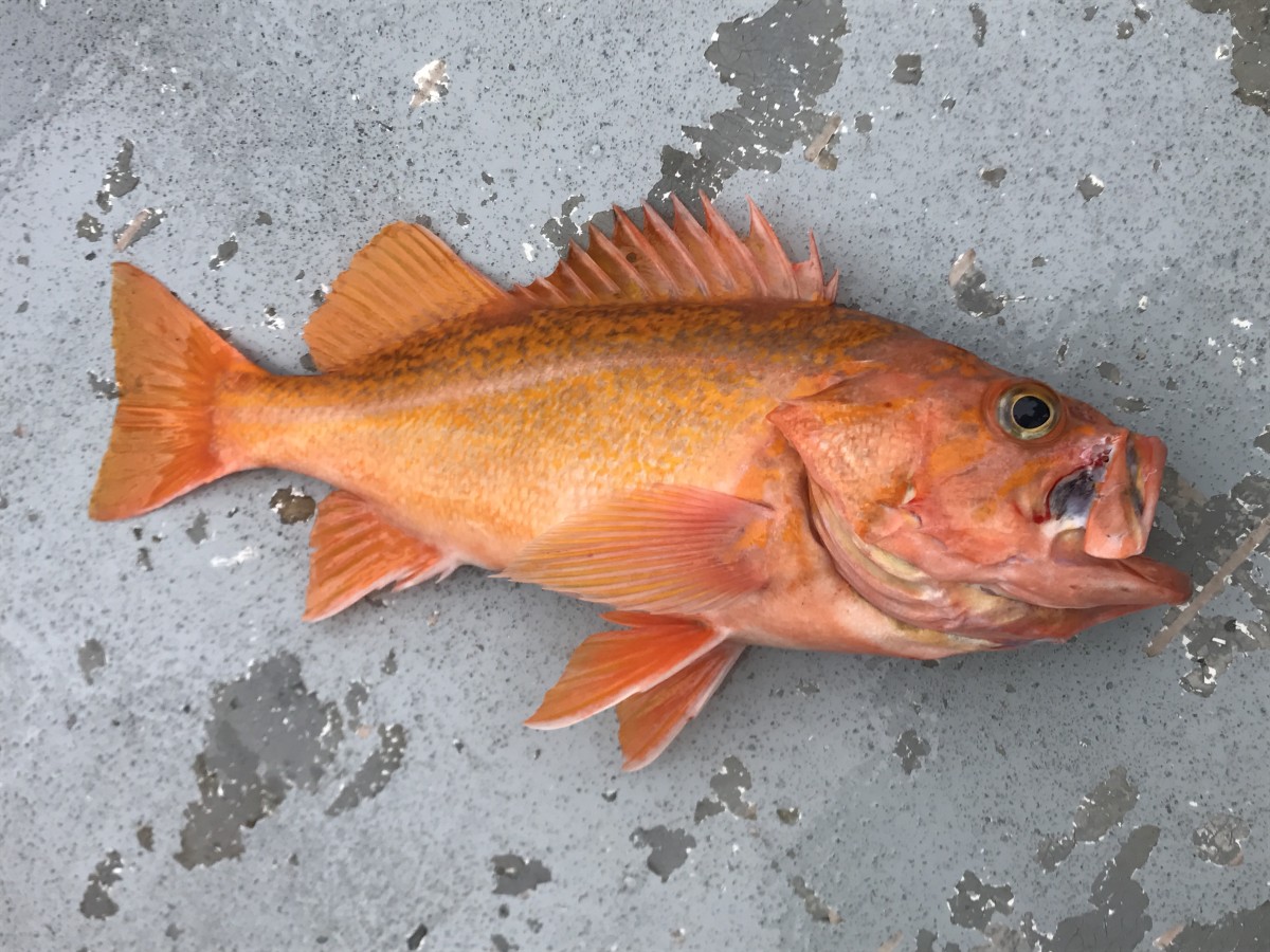 Rockfish, Canary