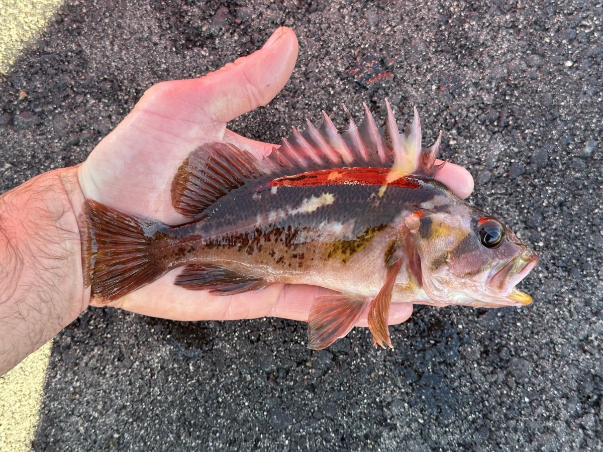 Rockfish, Copper