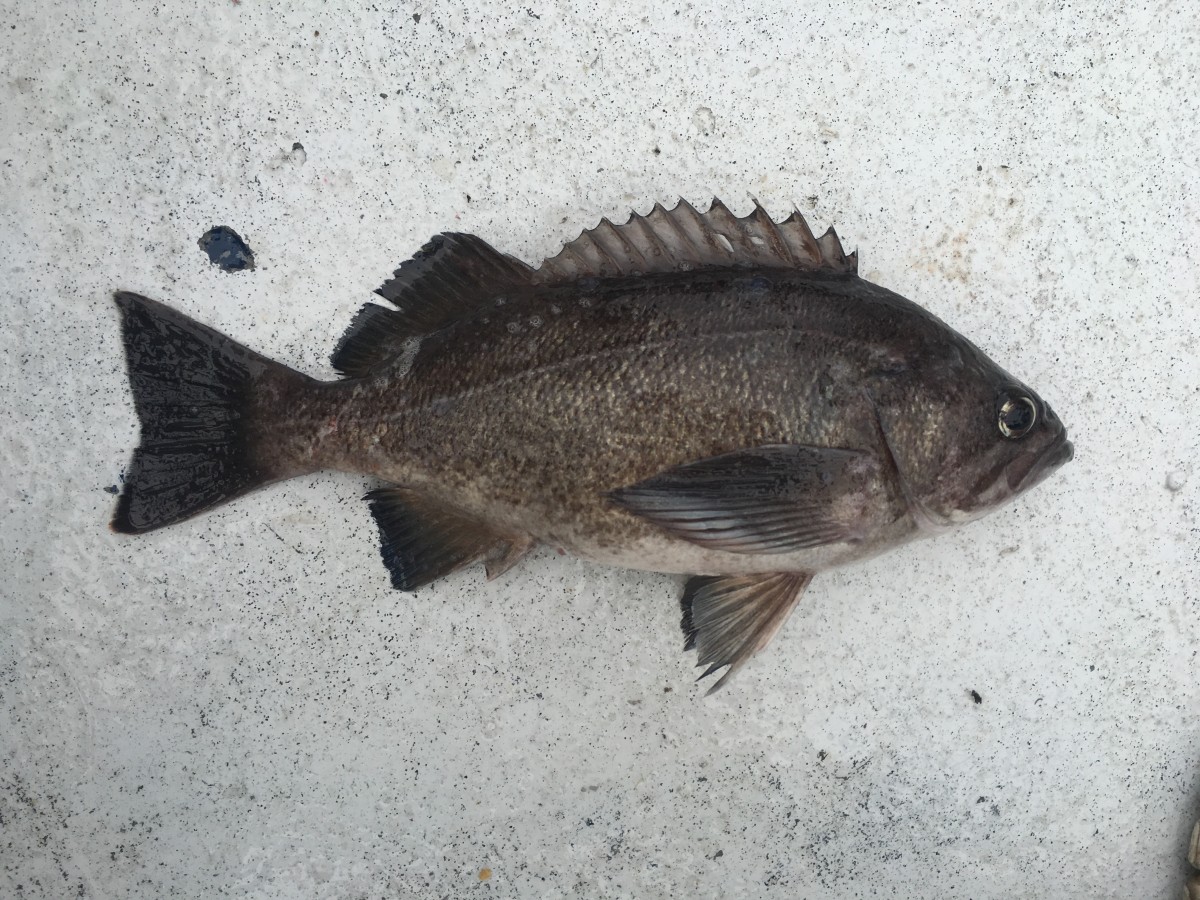 Rockfish, Deacon