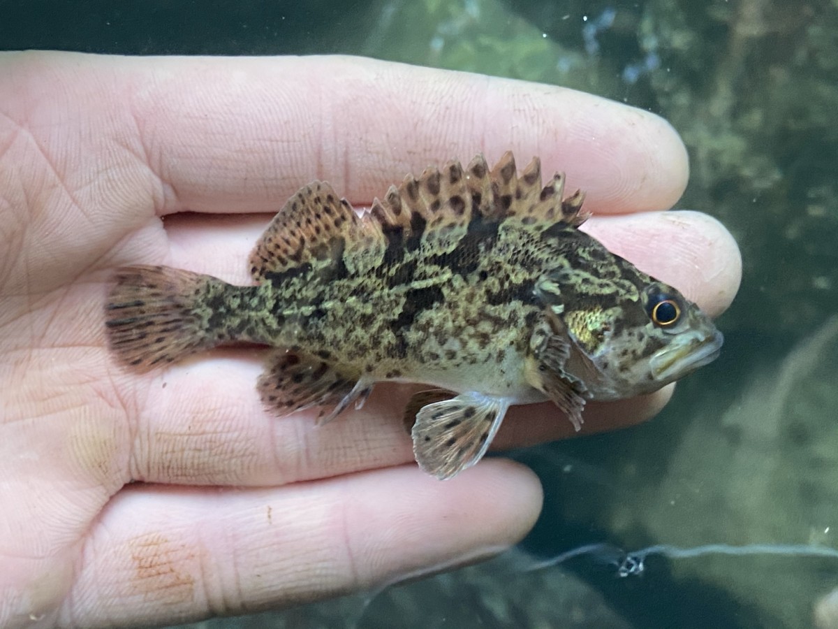 Rockfish, Grass (Juvenile)