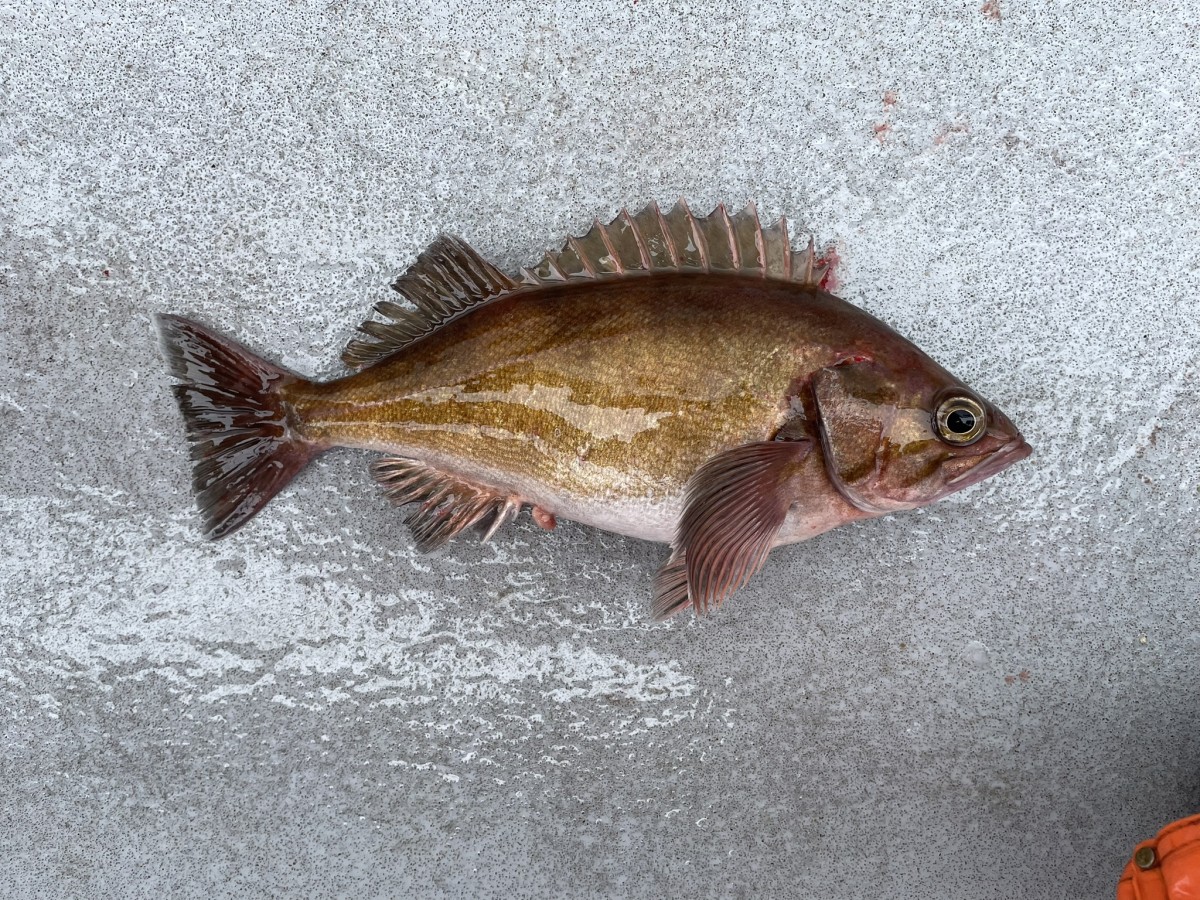 Rockfish, Widow