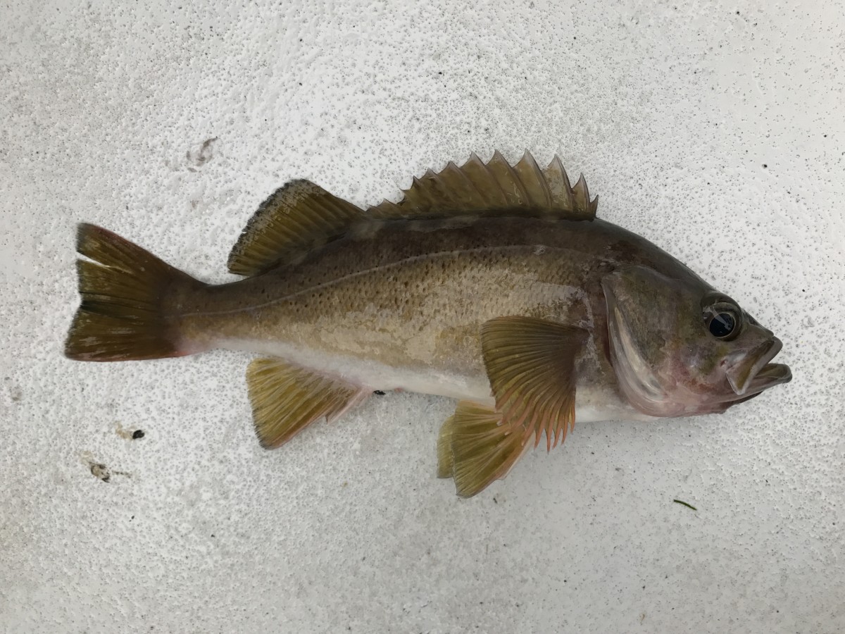 Rockfish, Yellowtail