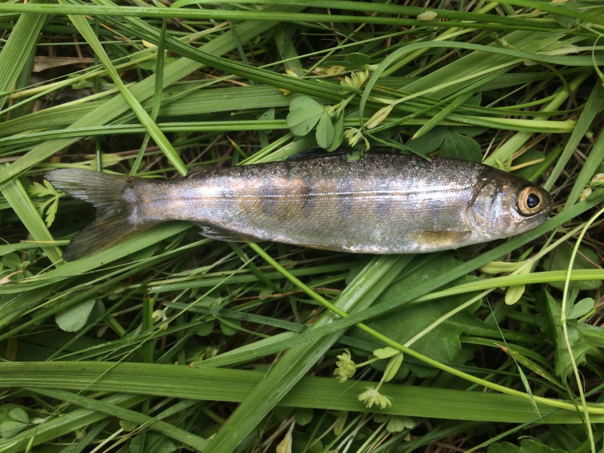 Salmon, Chinook (Parr)