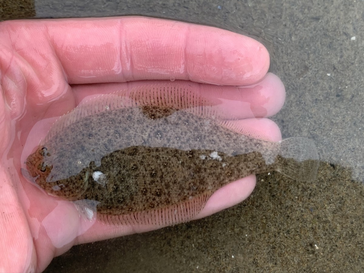 Sanddab, Speckled (Left-Eyed, Eyed Side)