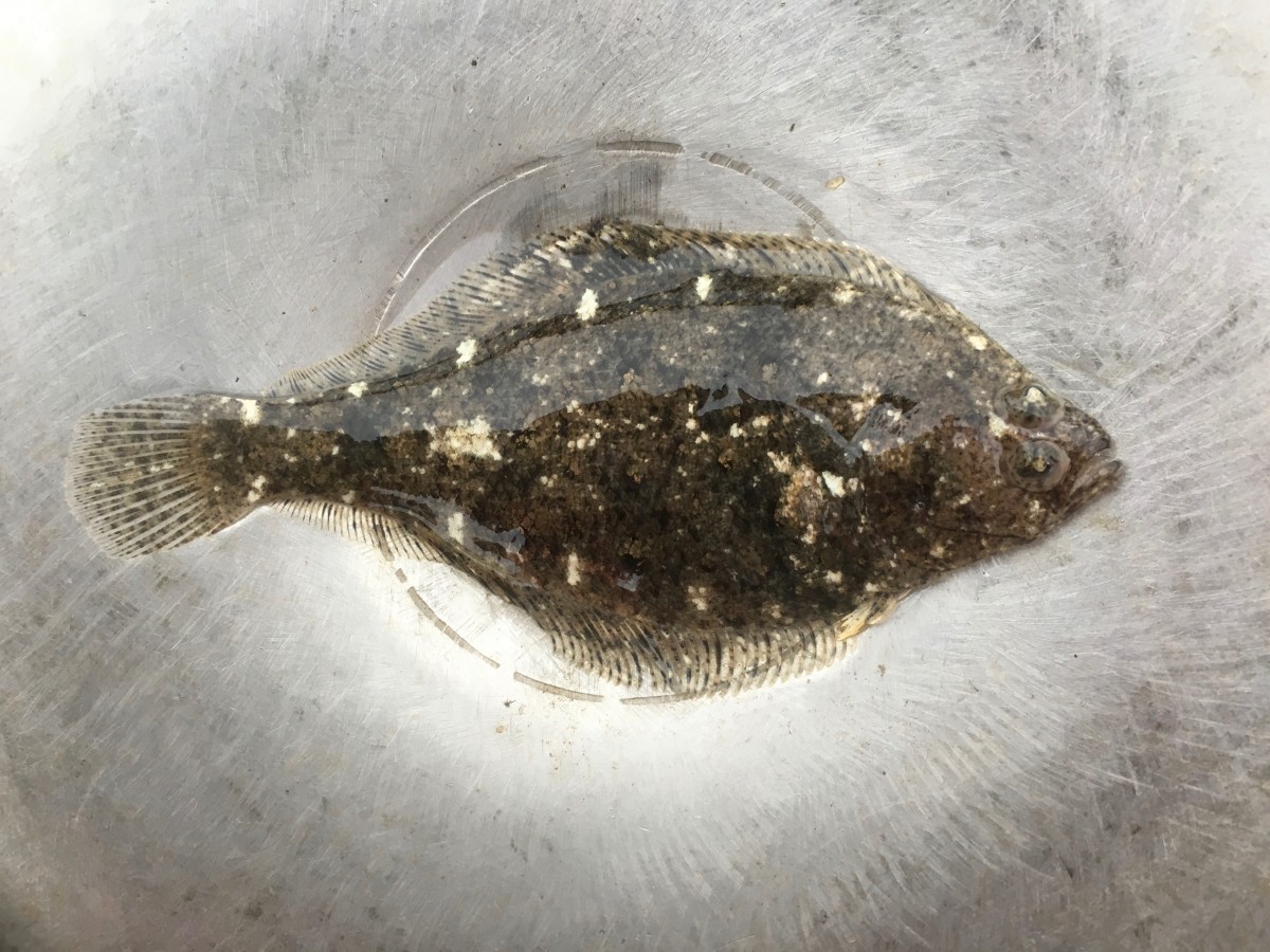 Sanddab, Speckled (Right-Eyed, Eyed Side)