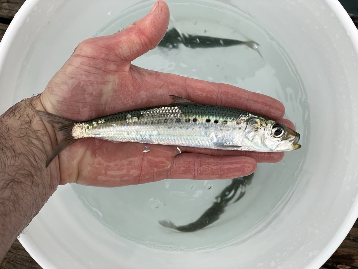 Sardine, Pacific