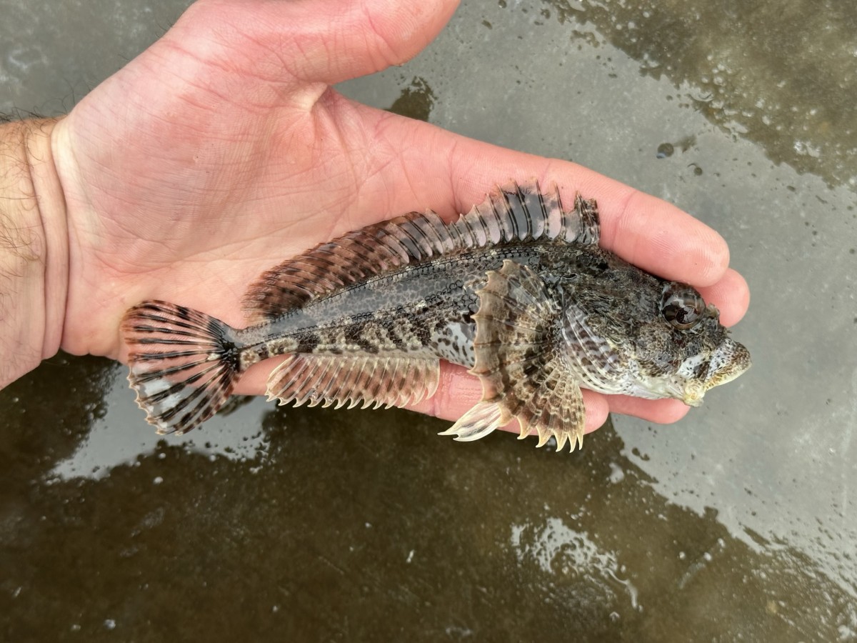 Sculpin, Brown Irish Lord