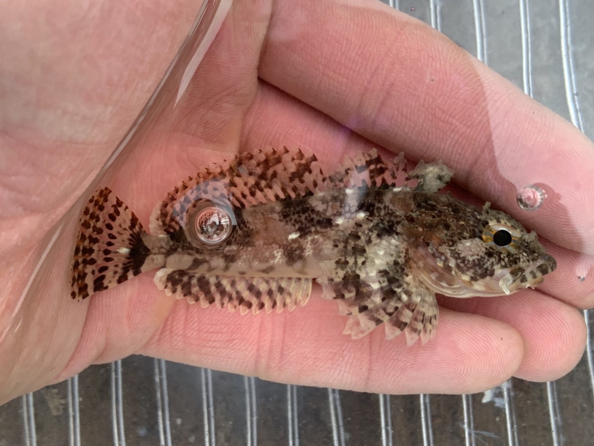 Sculpin, Brown Irish Lord (Juvenile)