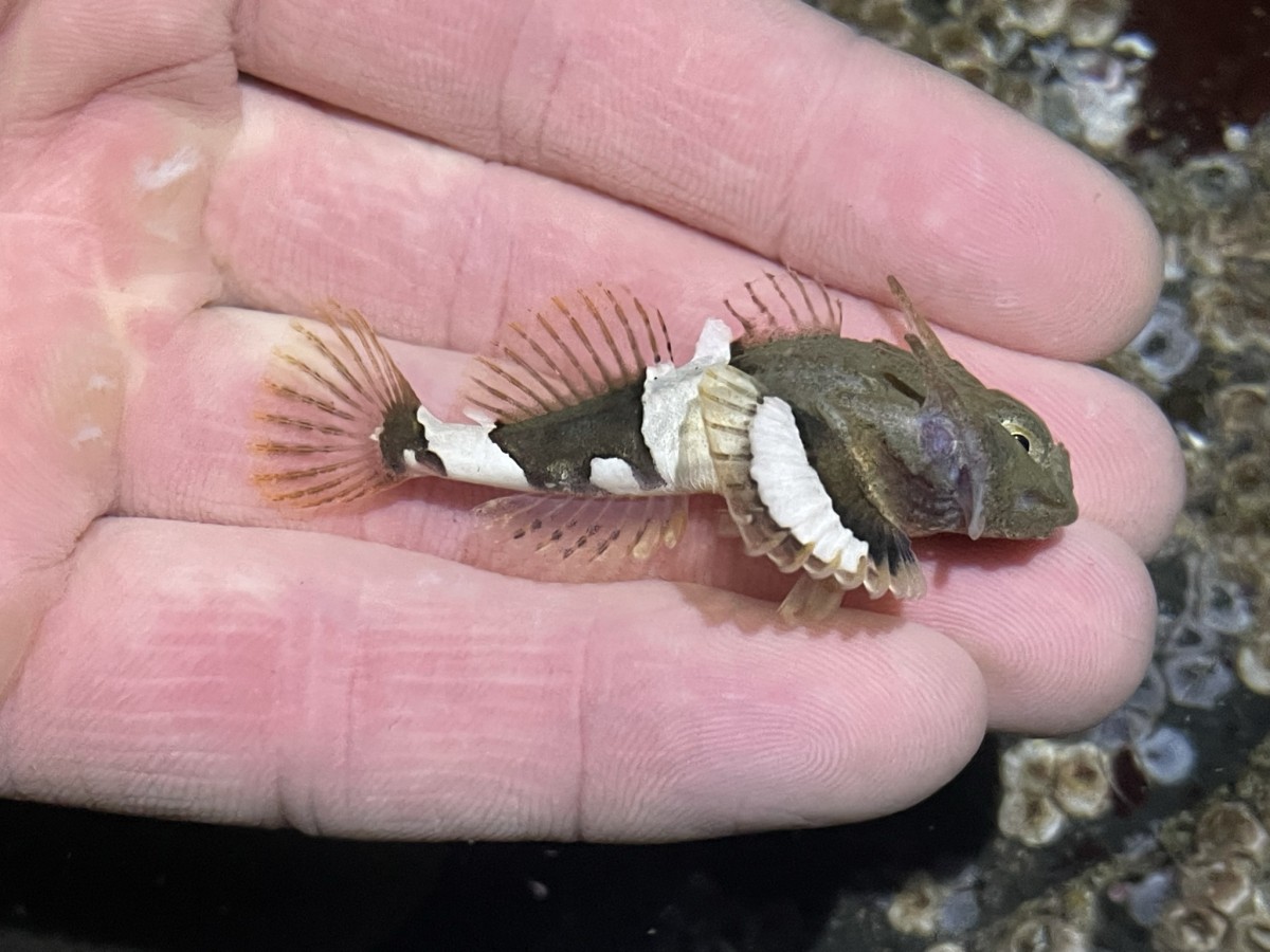 Sculpin, Buffalo (Juvenile)